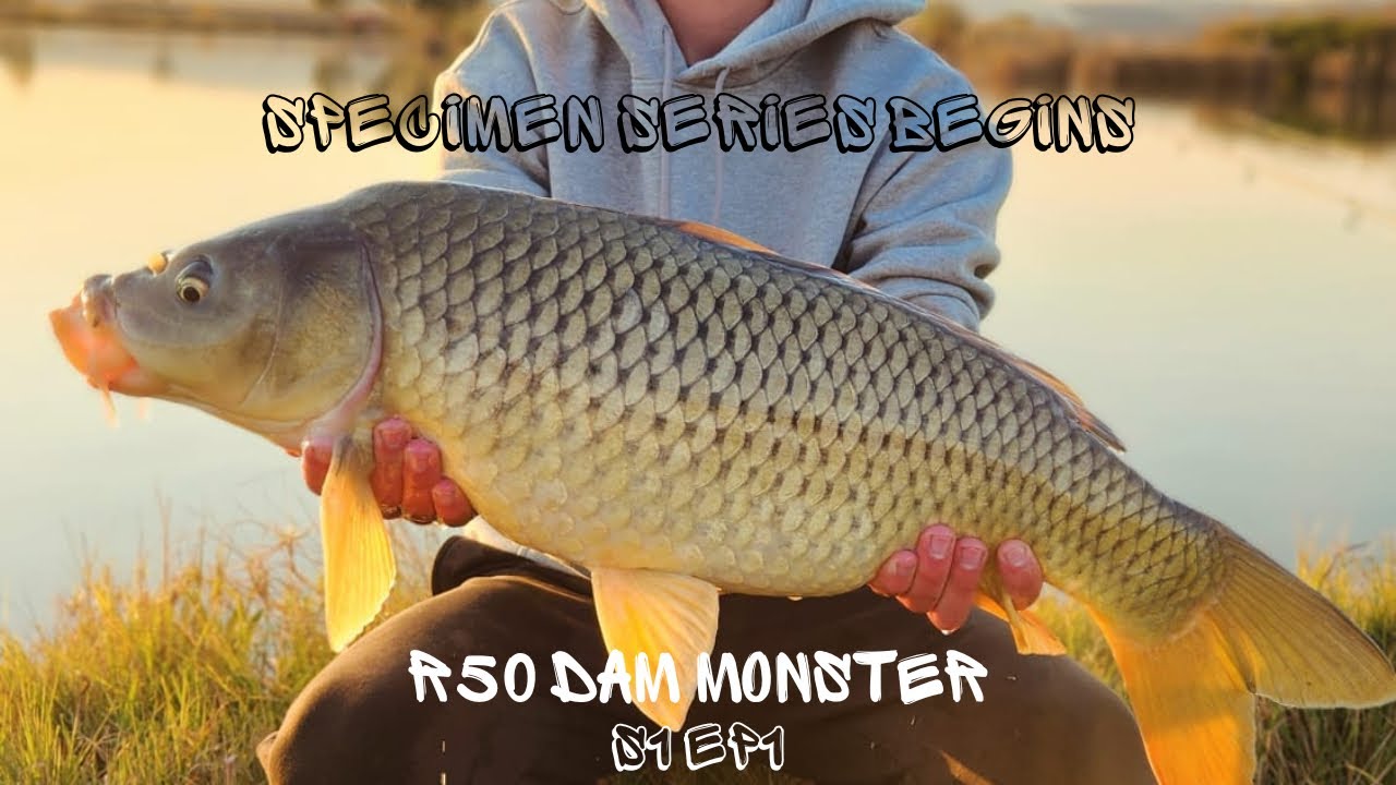 SPECIMEN SERIES! (S1 EP1) R50 DAM MONSTER CAUGHT! (RUST IN ORIBI RESORT)