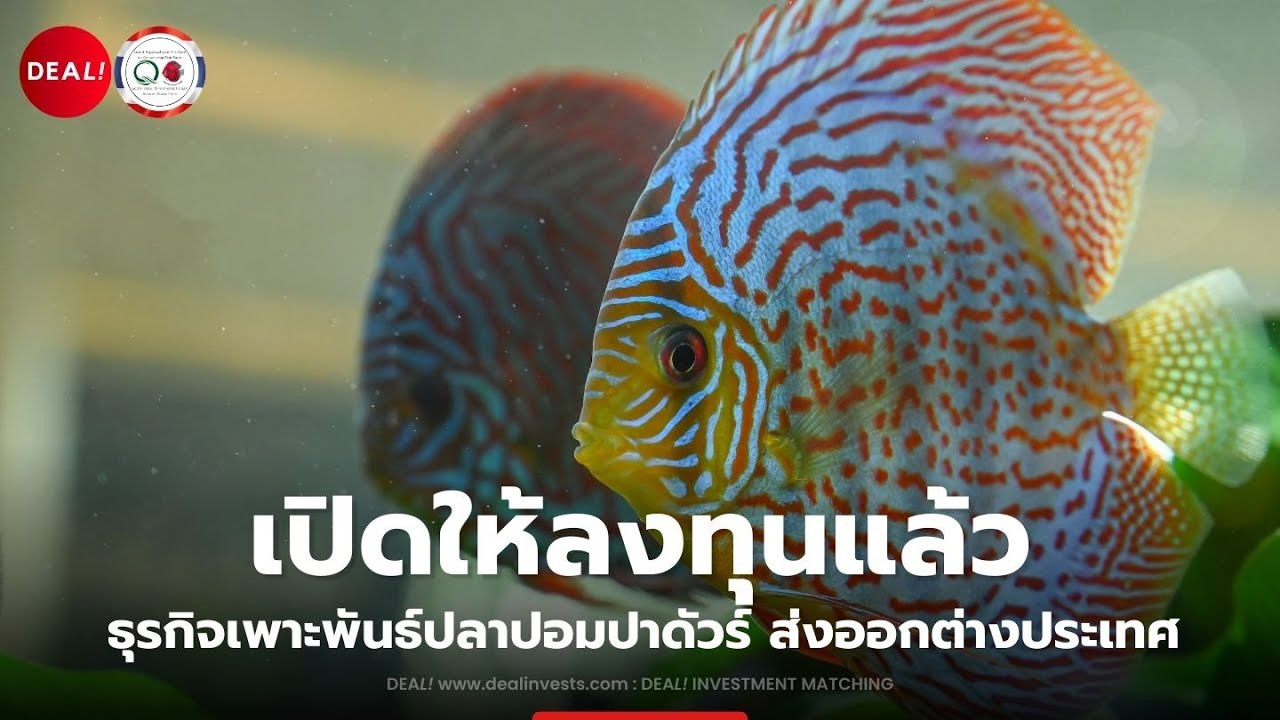 เปิดให้ลงทุนแล้ว ธุรกิจเพาะพันธ์ปลาส่งออกต่างประเทศ ประสบการณ์ 6 ปี