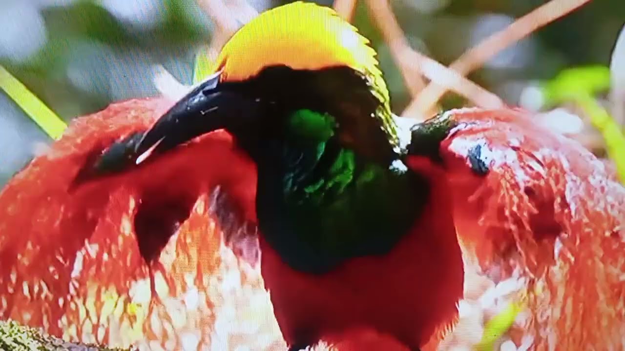 Beautiful birds 🦜🦜🦜#🦜 Happy 