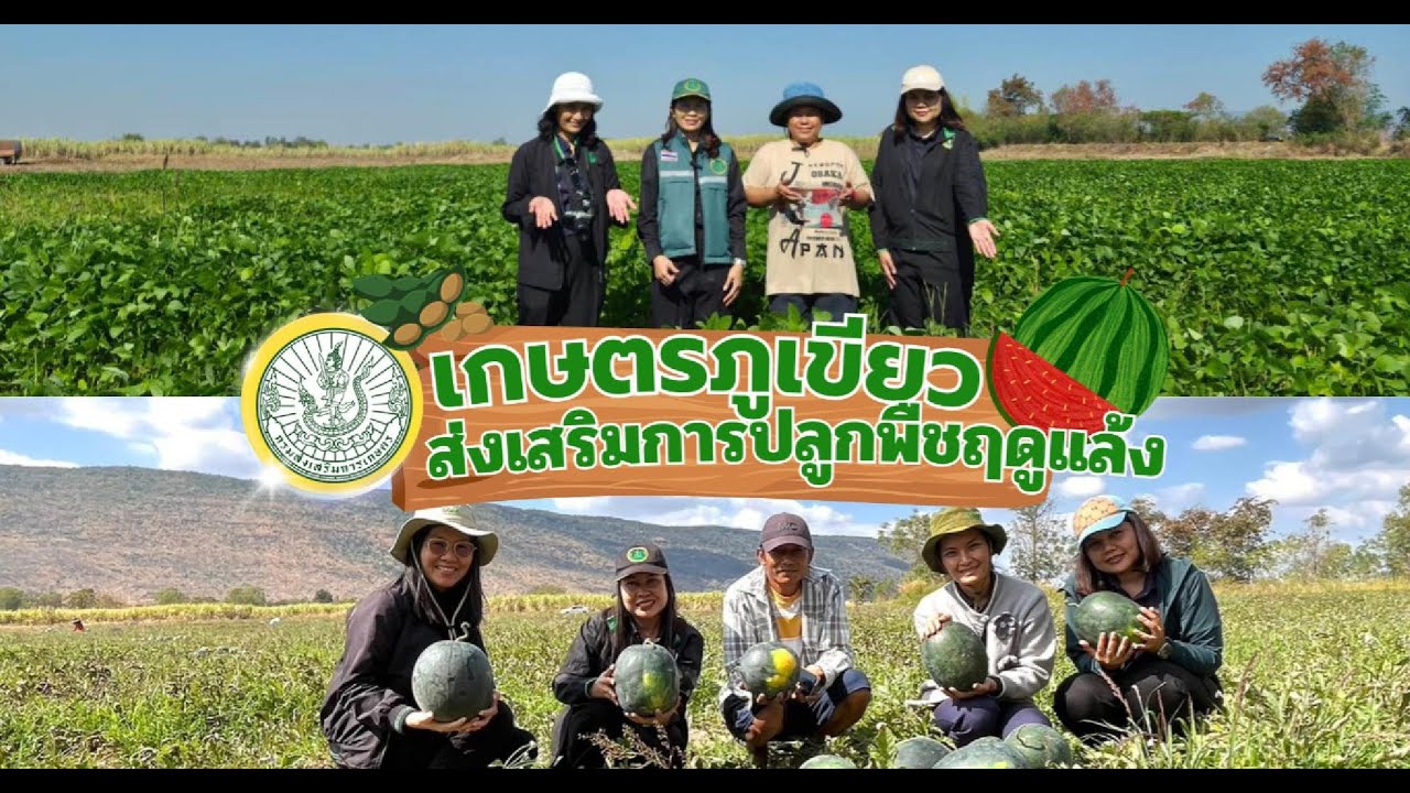 เกษตรอำเภอภูเขียว ส่งเสริมการปลูกพืชใช้น้ำน้อย