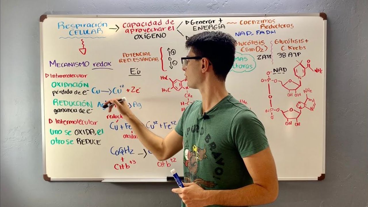 RESPIRACI&Oacute;N CELULAR: Oxidaci&oacute;n-Reducci&oacute;n e importancia del NAD y FAD
