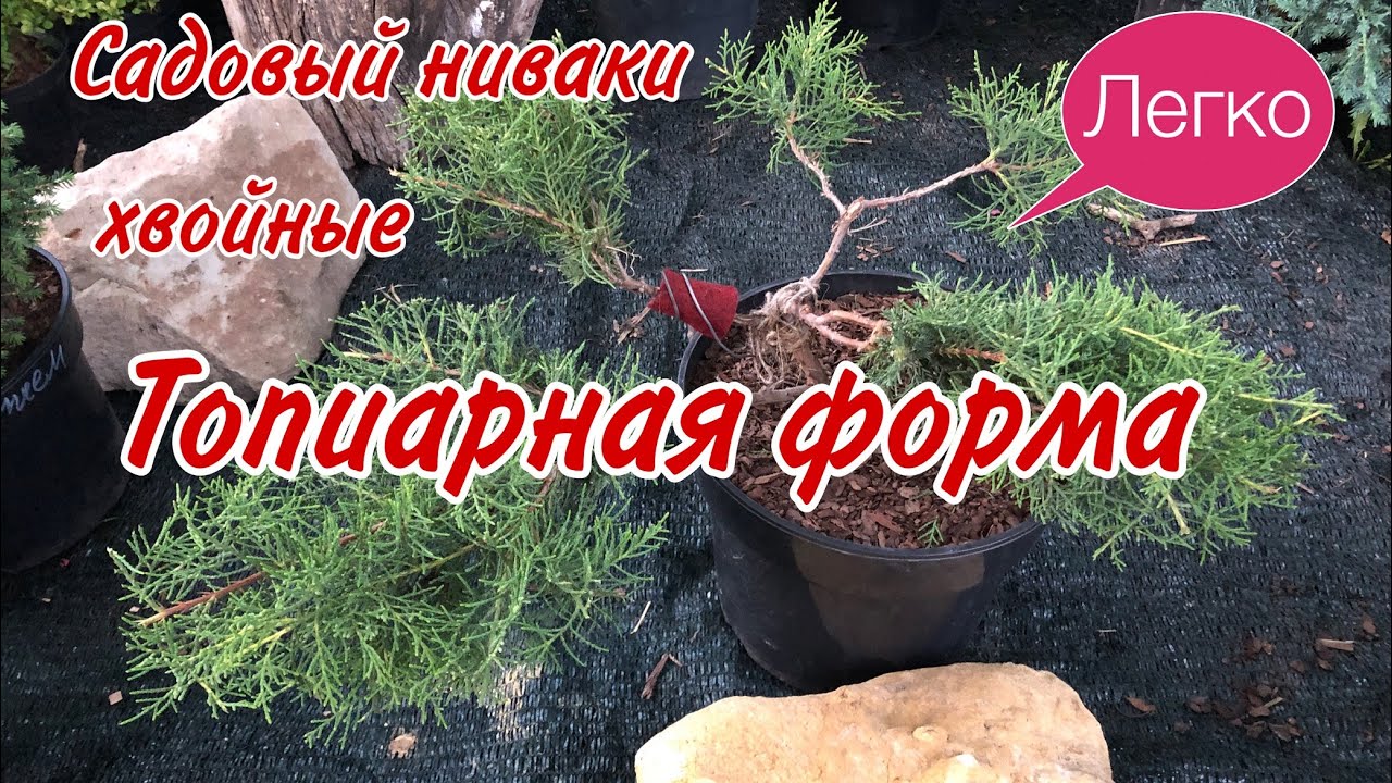 НИВАКИ.Мастеркласс. Топиарная форма.  Ниваки своими руками из ТУИ Смарагд, можжевельника#Ландшафтный