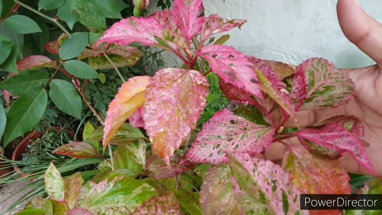 This Hibiscus Variegated/ Hibiscus  Cooperi variety a must have in garden