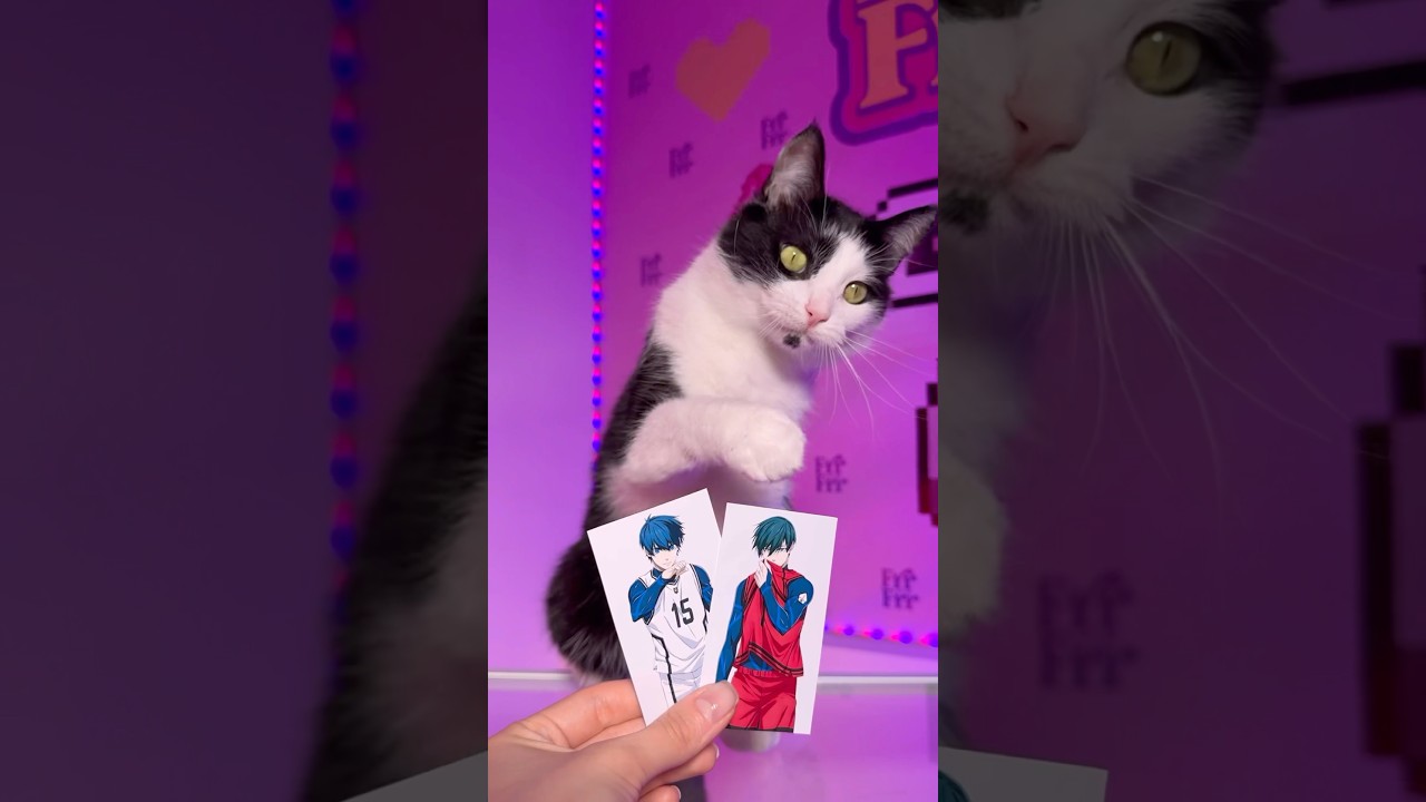 кот решил стать настоящим эгоистом 