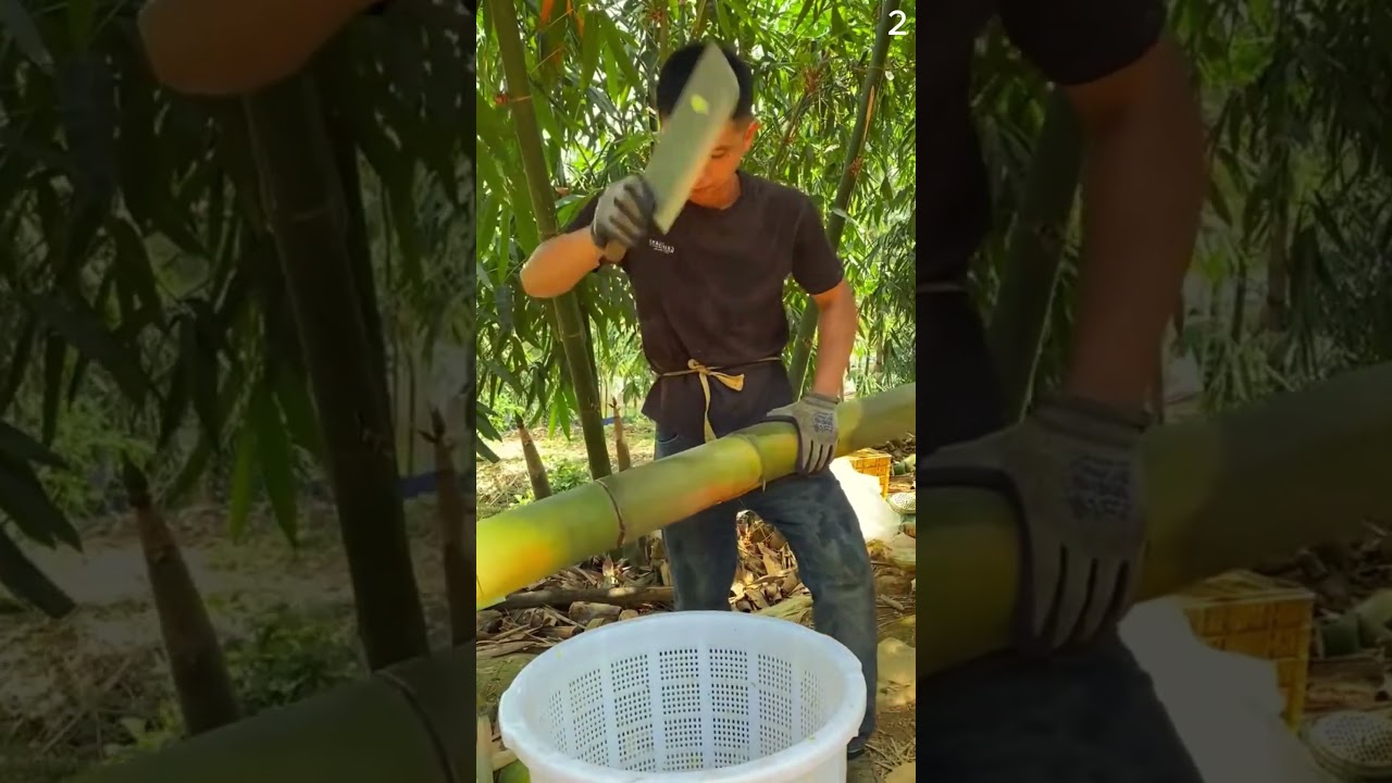 Proses pemotongan bambu muda dengan mudah #shorts