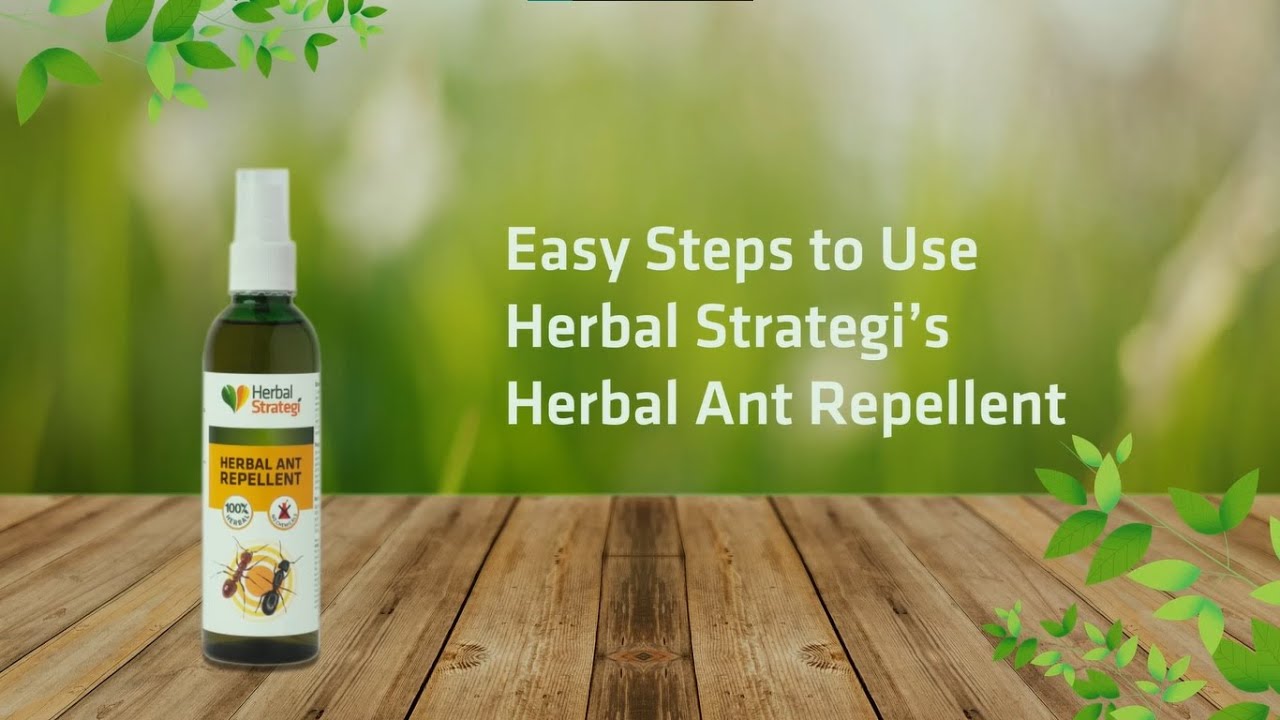 How to Use Herbal Strategi Ant Repellent Effectively