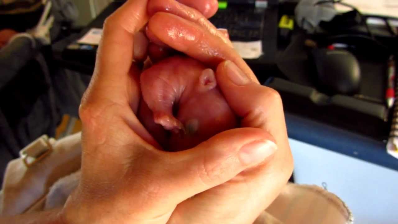 Wombat Pinkie joeys lubrication.MOV
