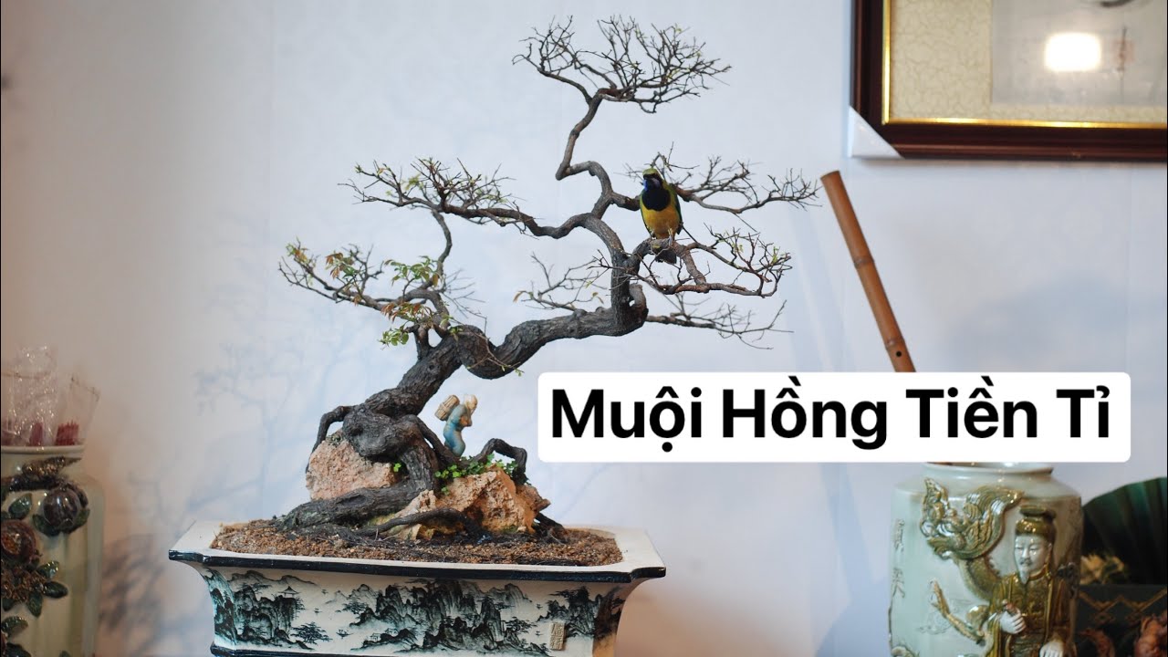 Muội Hồng vua phòng trà 
