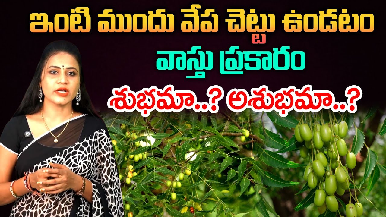 ఇంటి ముందు వేప చెట్టు ఉండటం..శుభమా? అశుభమా? Unknown Facts About Neem Tree || Vedha Telugu
