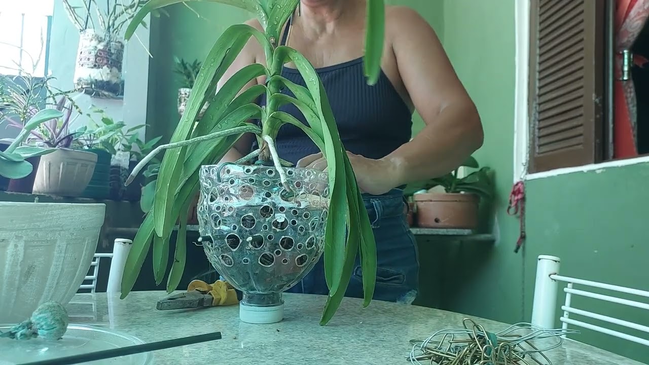 REPLANTANDO MINHA ORQUÍDEA VANDA NA SEMI HIDROPONIA BOM DIA PESSOAL ÓTIMO FINAL DE SEMANA PRA TODOS