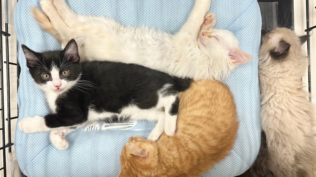 初めての譲渡会でリラックスしすぎな子猫たち 結果は‥【ラプ保護物語＆お祭り兄弟日記】Kittens relaxing at a blind date.