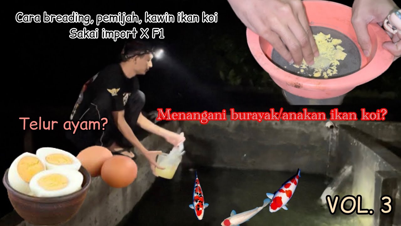 TUTORIAL BREADING IKAN KOI SANKE SAKAI X F1!!!MENANGANI DAN MERAWAT BURAYAK KOI VOL.3