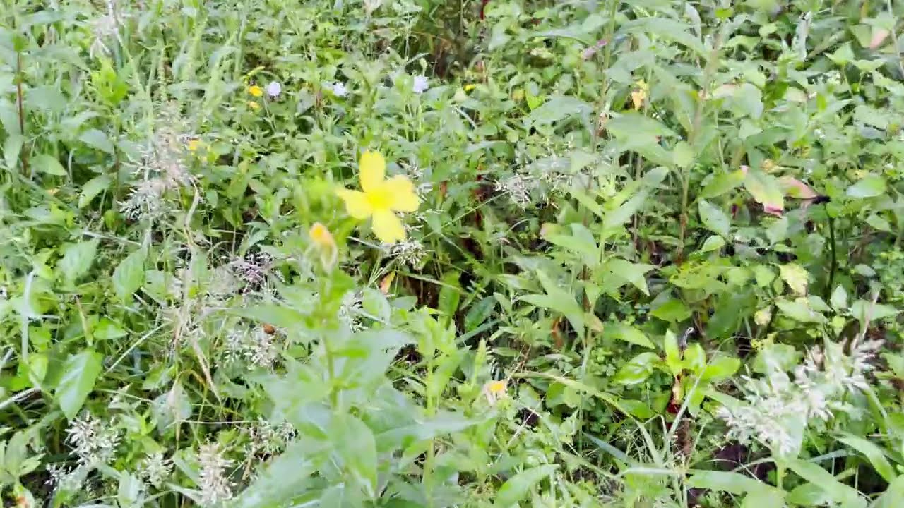 We grew our first Wildflower Meadow! How did it turn out?