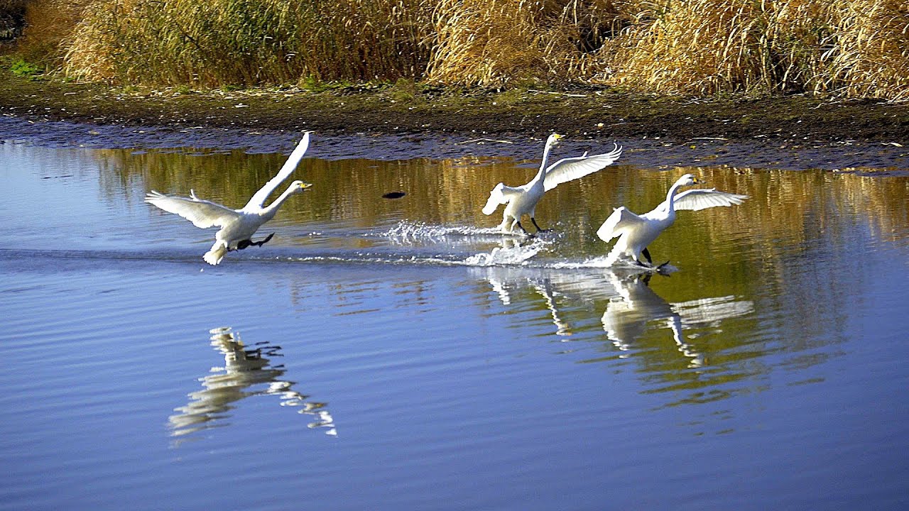 2025年12月6日　菅生沼（すがおぬま）