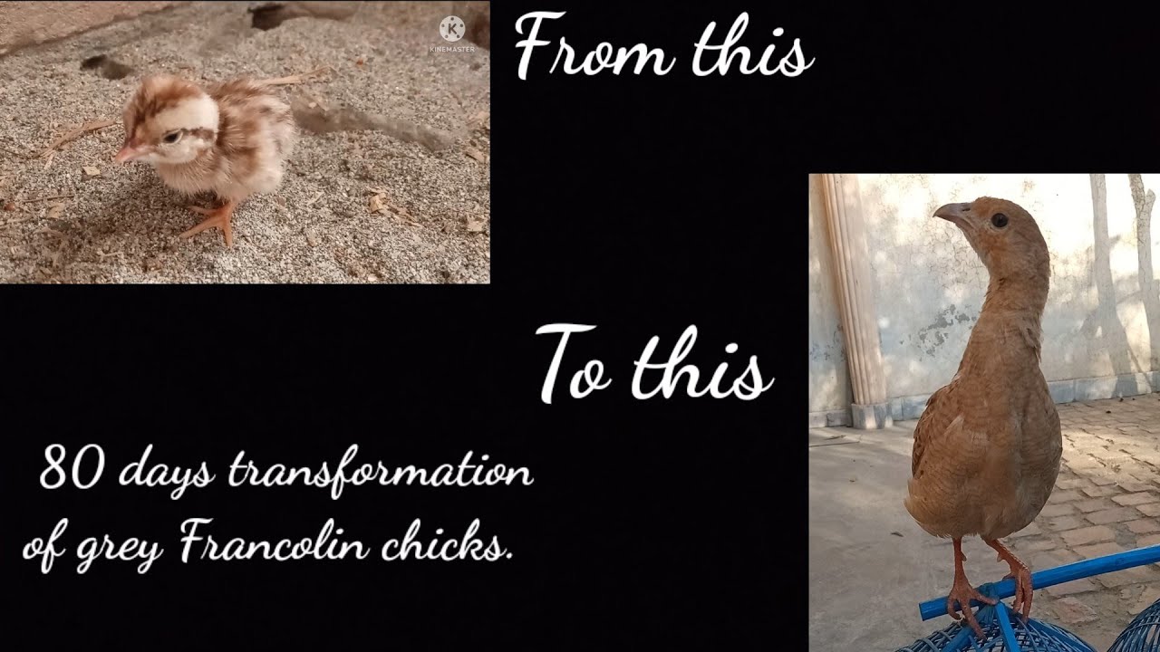 Grey Francolin / Irani teetar chicks transformation