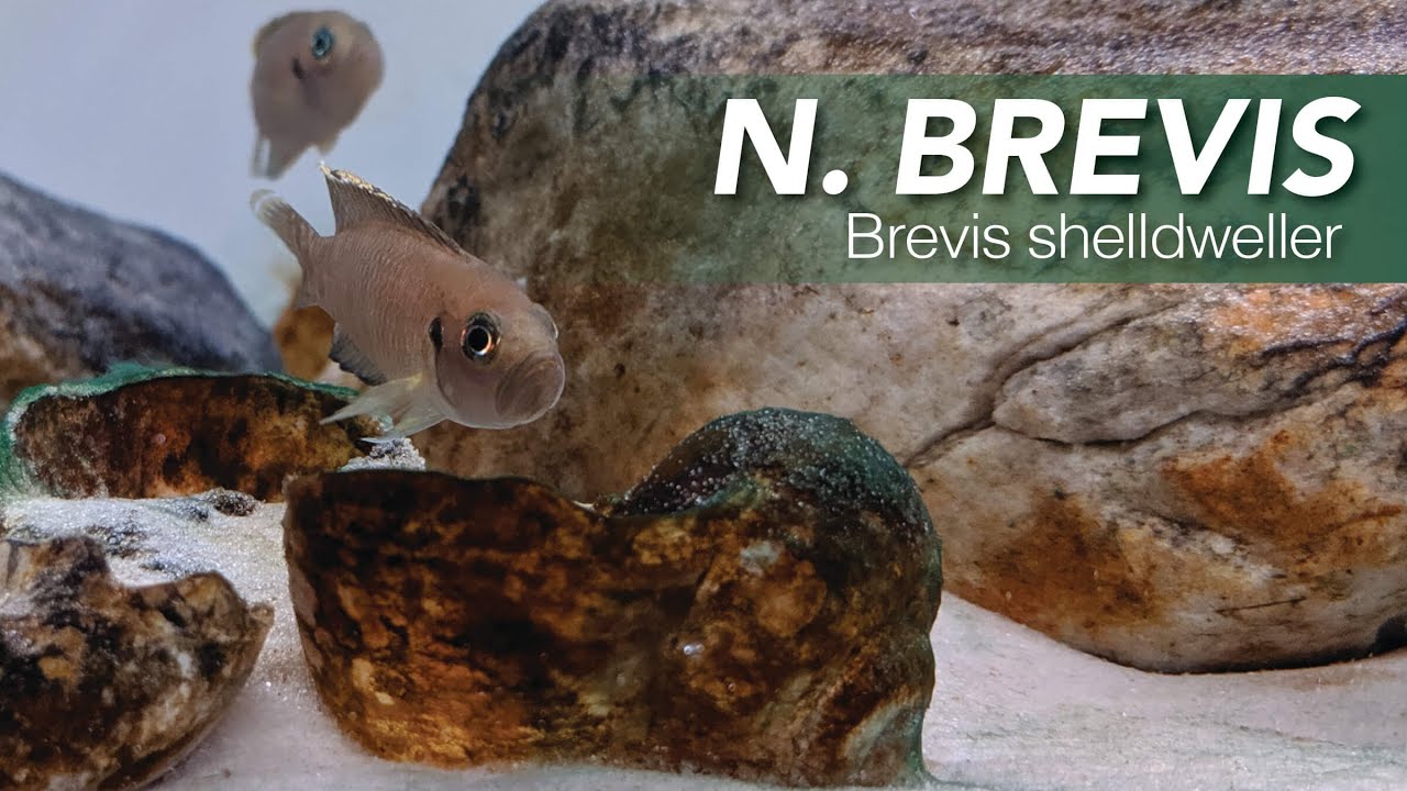 Species Spotlight | Brevis Shelldweller