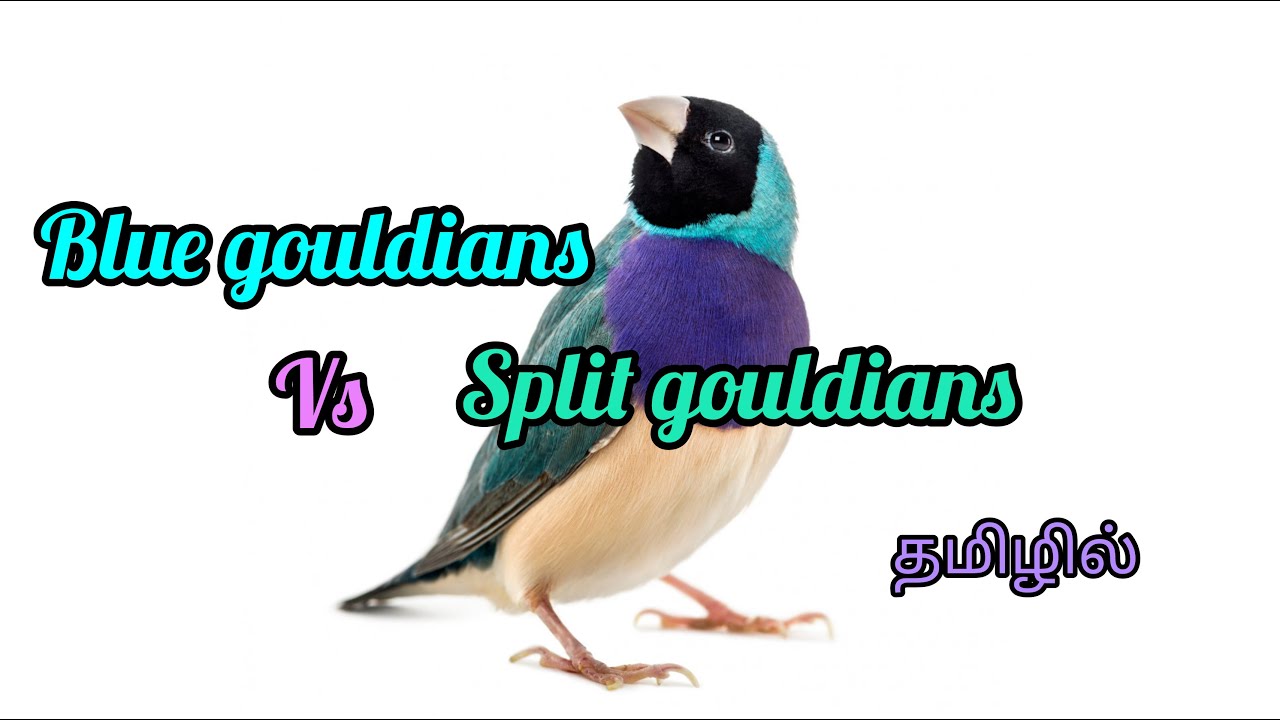 BLUE GOULDIAN| BREEDING UPDATED|EXOTIC SETUP|SPLIT GOULDIAN BREEDS