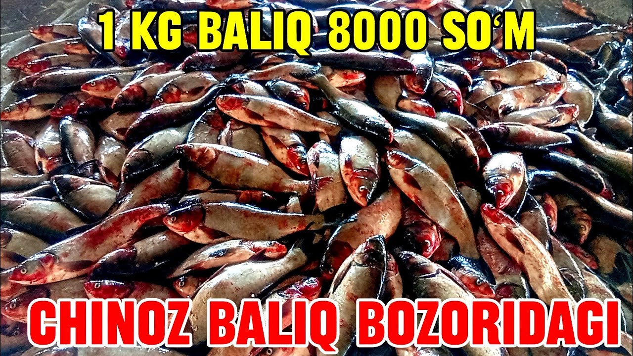 CHINOZ BALIQ BOZORIDAGI BUGUNGI NARXLAR 🐠🐟