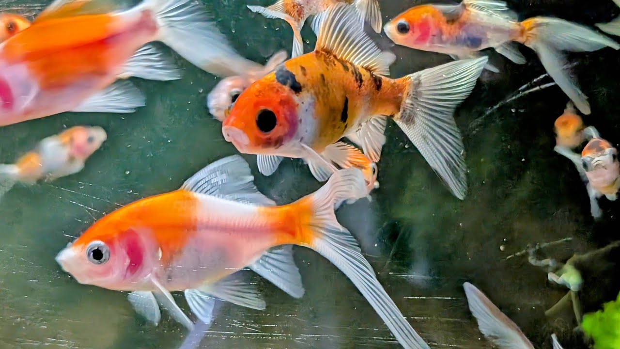 Big Changes to the Shubunkin Goldfish #qualitygoldfish #singletailedgoldfish
