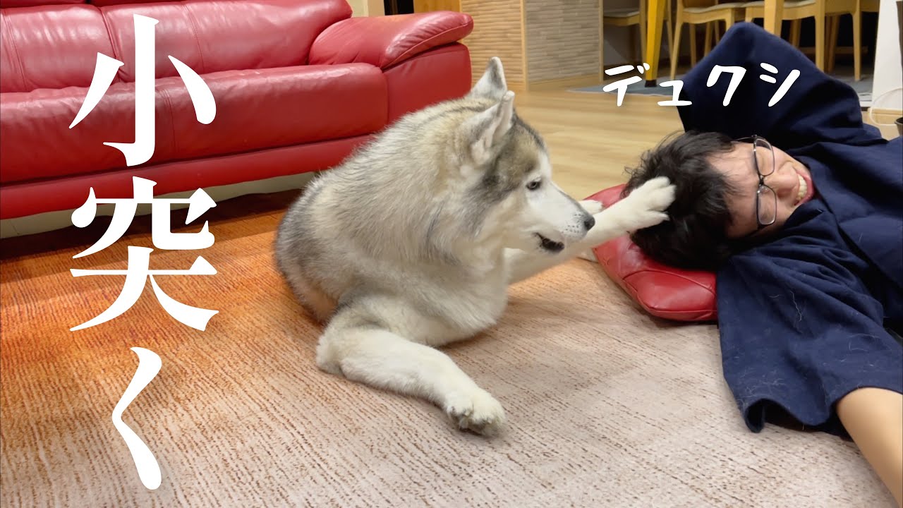 かまって欲しくて兄の頭を小突き回るシベリアンハスキー