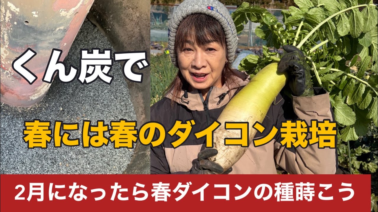 【家庭菜園】春ダイコンの種まき
