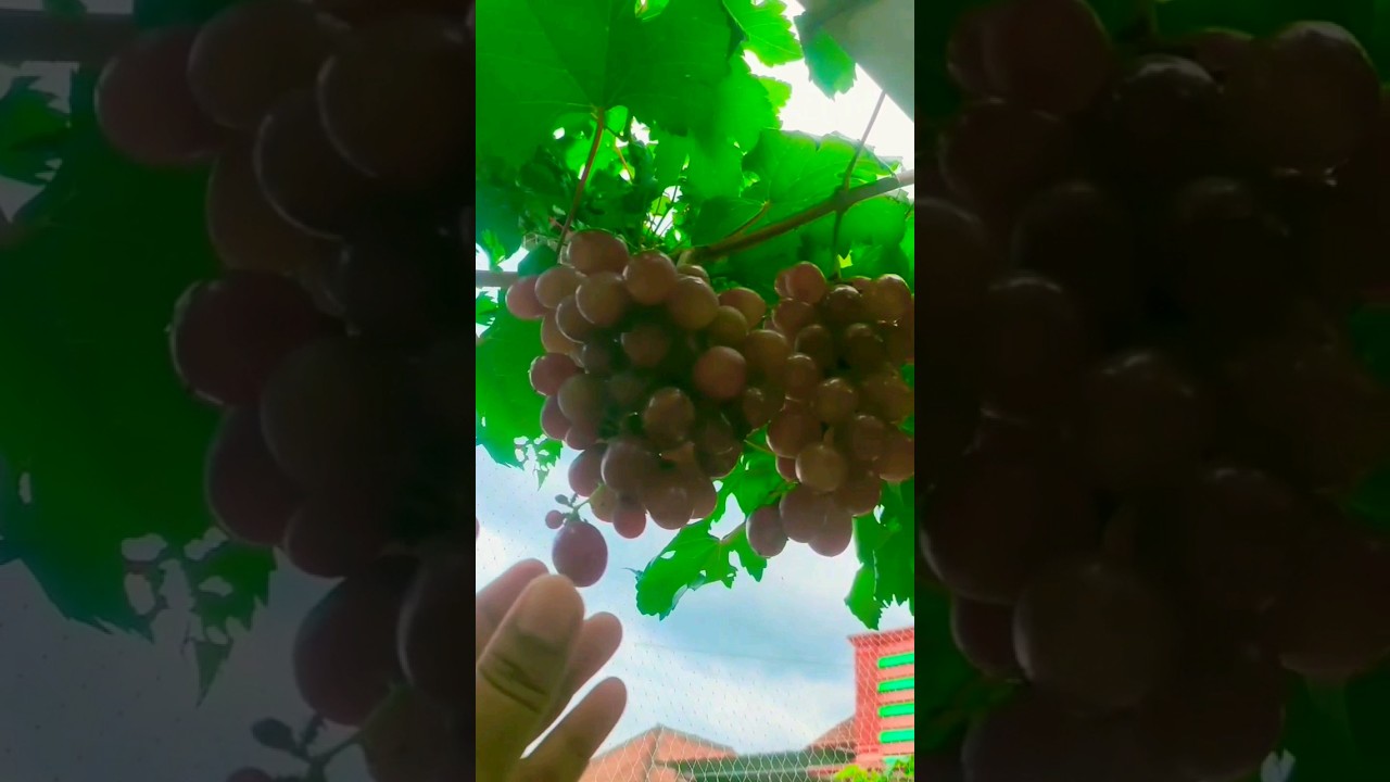 MASA SIH..?? gak pengen nanem anggur dirumah. #shorts #duniahobi #grapefruits #anggurgenjah #grape