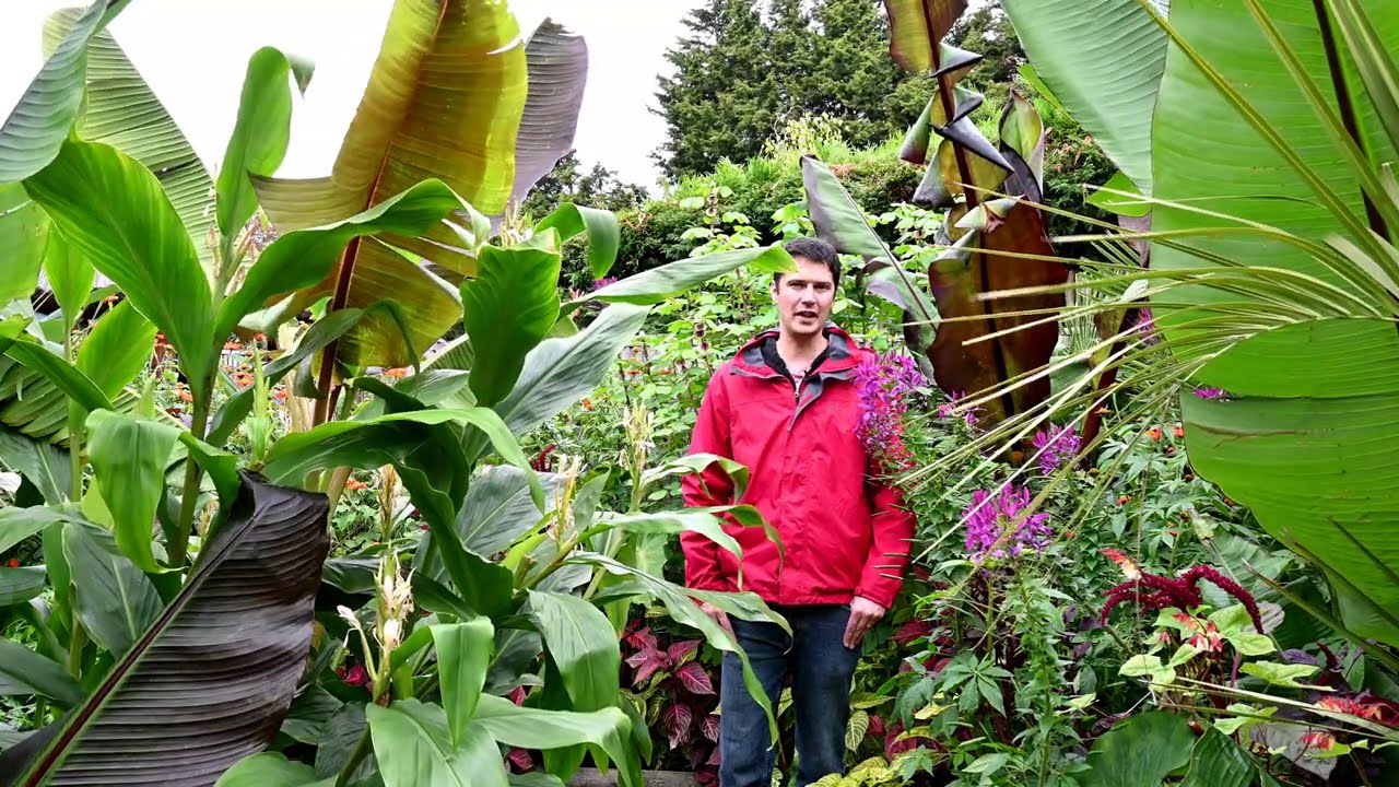 Planning for winter for exotic plants   Exotic Gardening UK Yorkshire Kris Episode 115