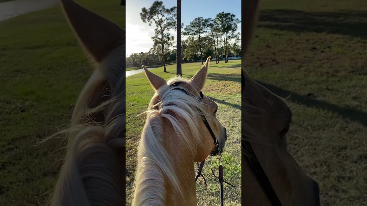 🐴 CHANGED My Life | Heaven 😇 on earth #horse