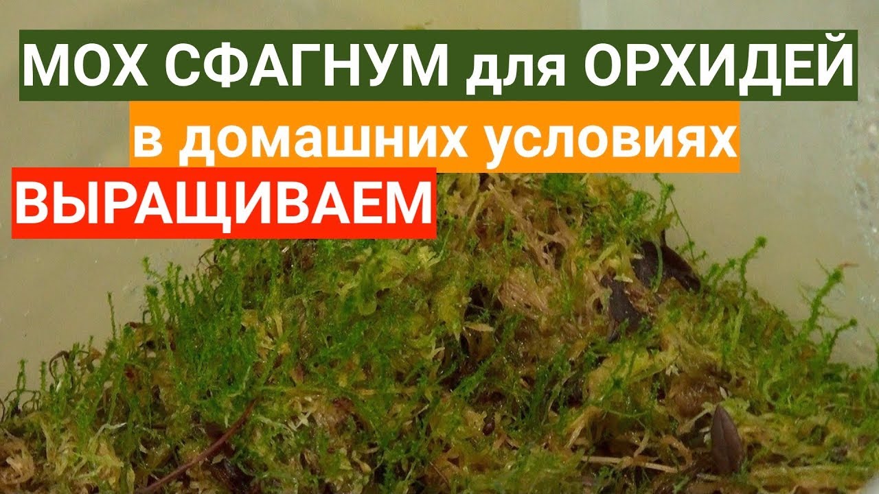 ВОЗМОЖНО ли дома для ОРХИДЕЙ вырастить мох сфагнум ИЗ того ХЛАМА, что продают в магазине?