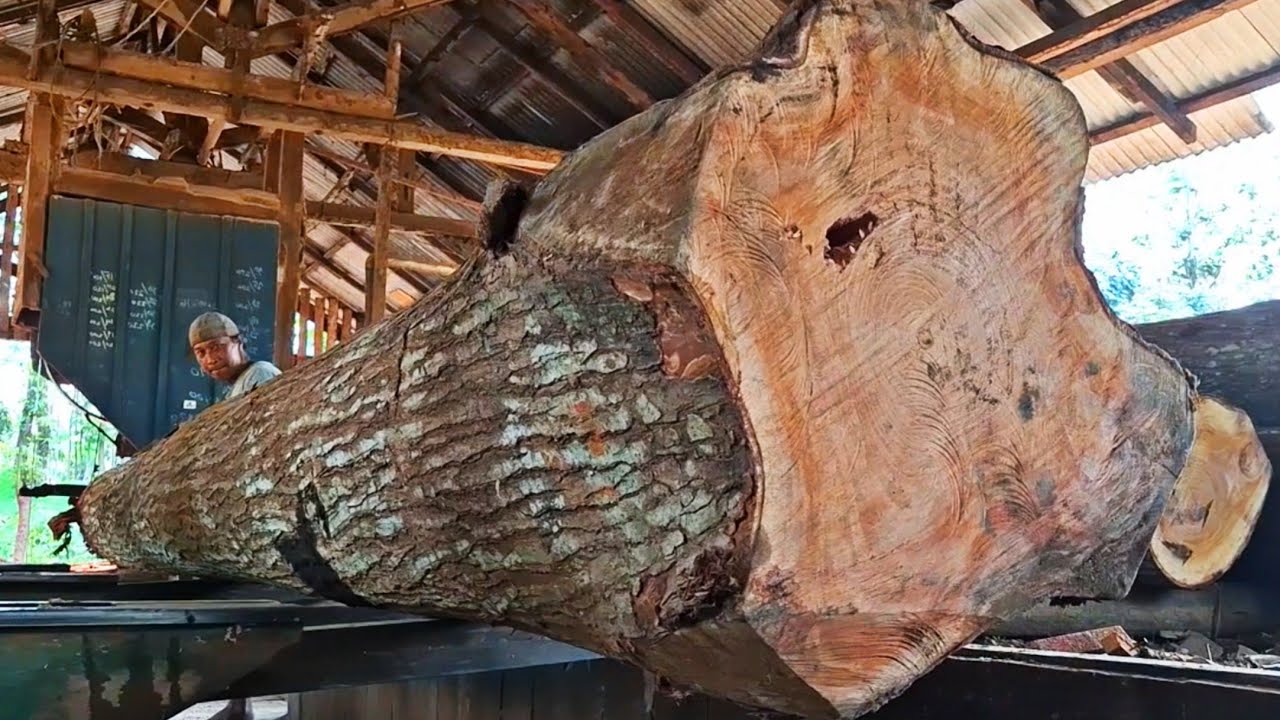 Giant old mahogany logs full of beauty in the sawmill