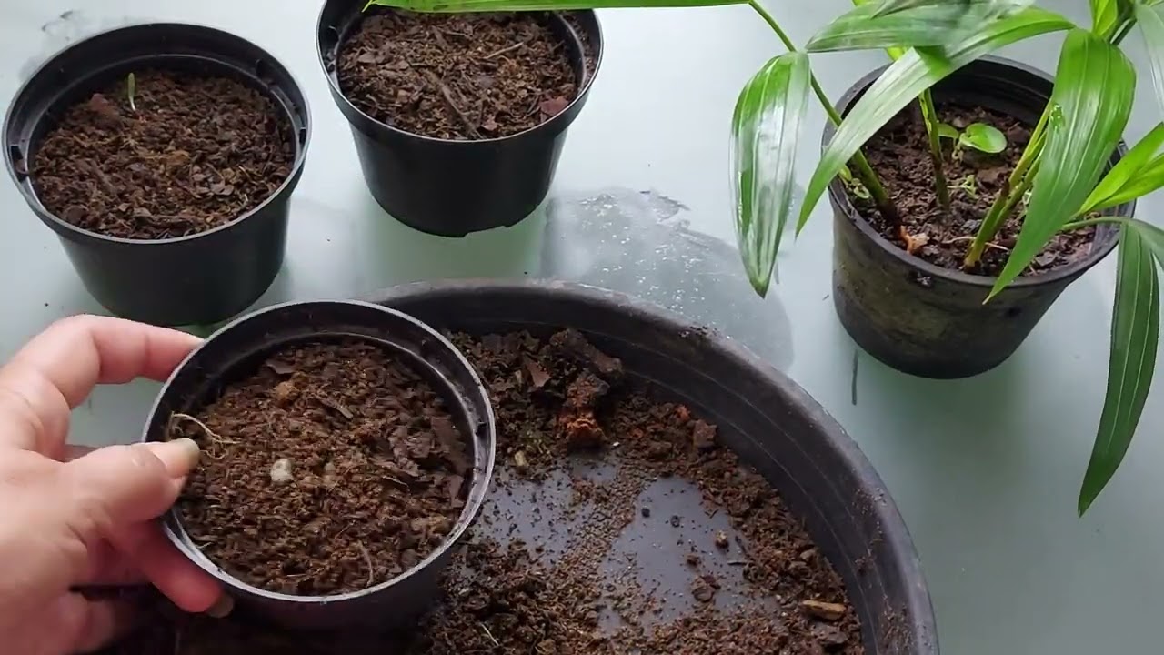 SAIBA COMO FAZER MUDA DA ARECA-BAMBU POR SEMENTE