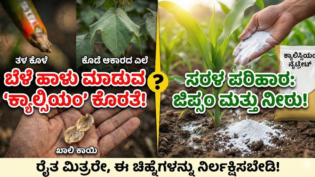 ​ಕ್ಯಾಲ್ಸಿಯಂ 