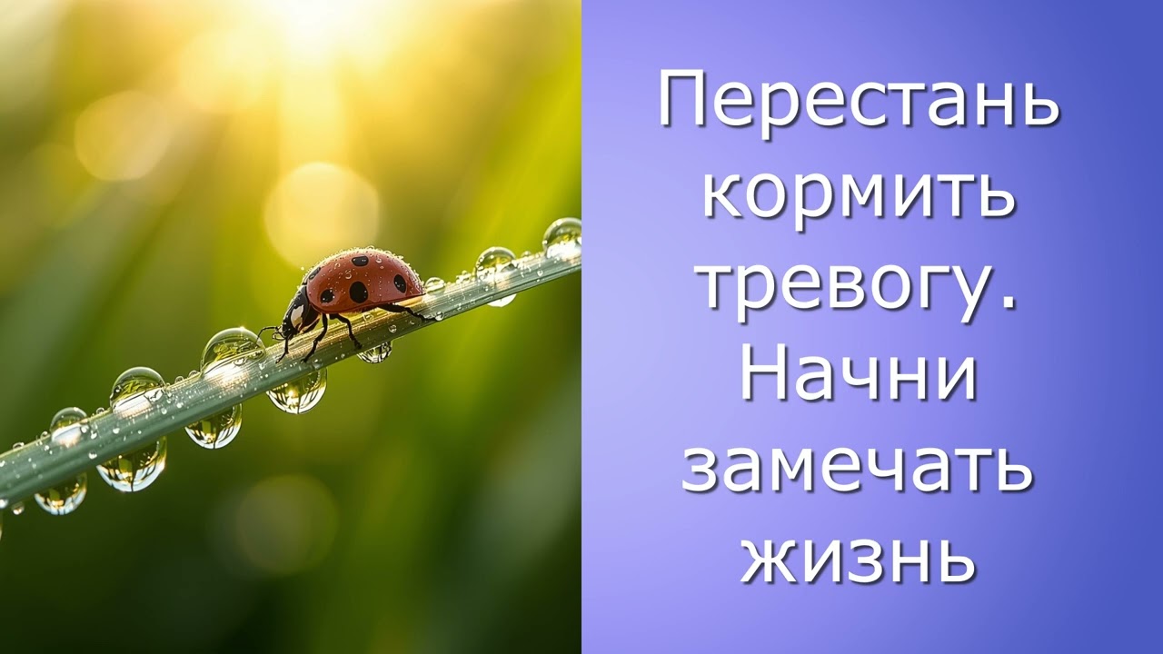 Перестань кормить тревогу. Начни замечать жизнь