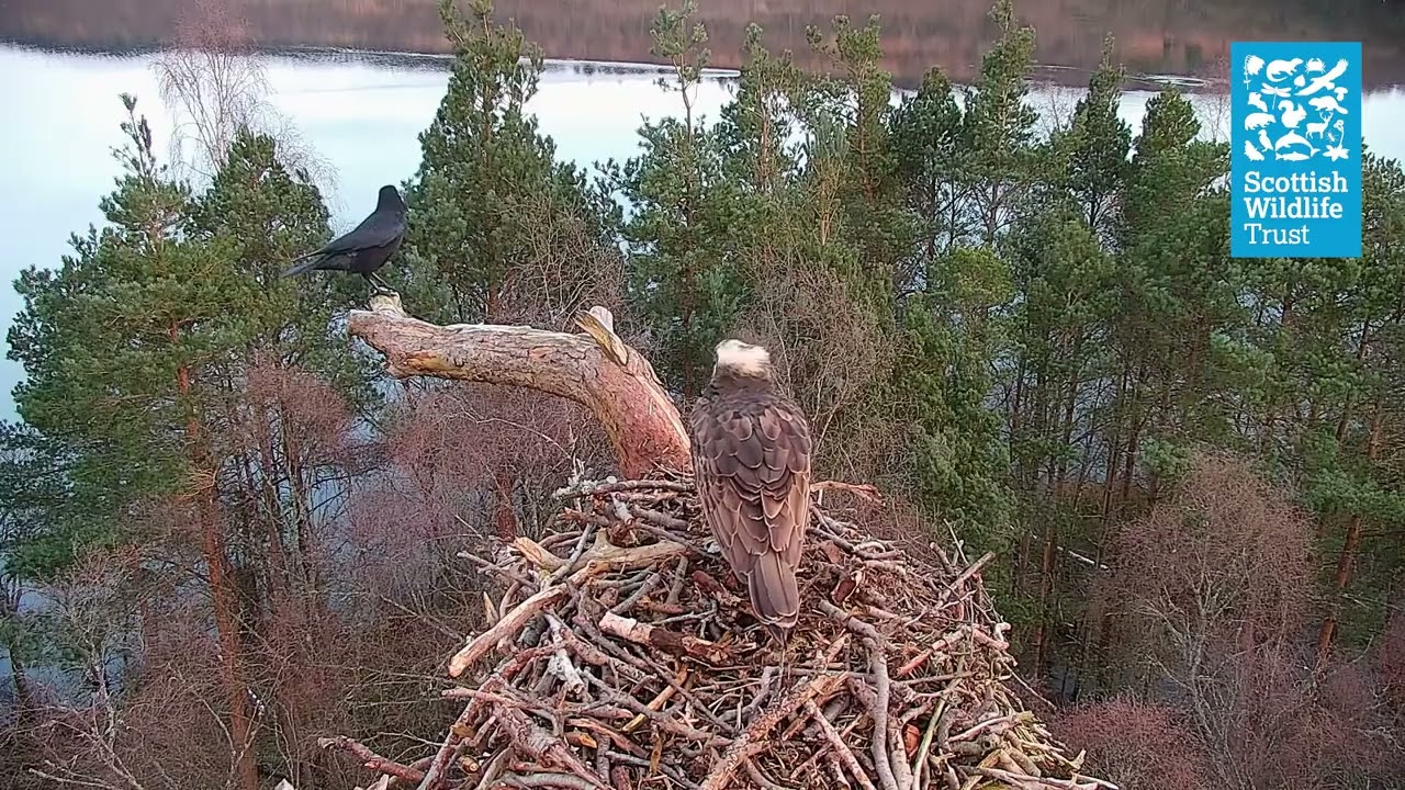 Osprey season 2026 - NC0 returns to Loch of the Lowes