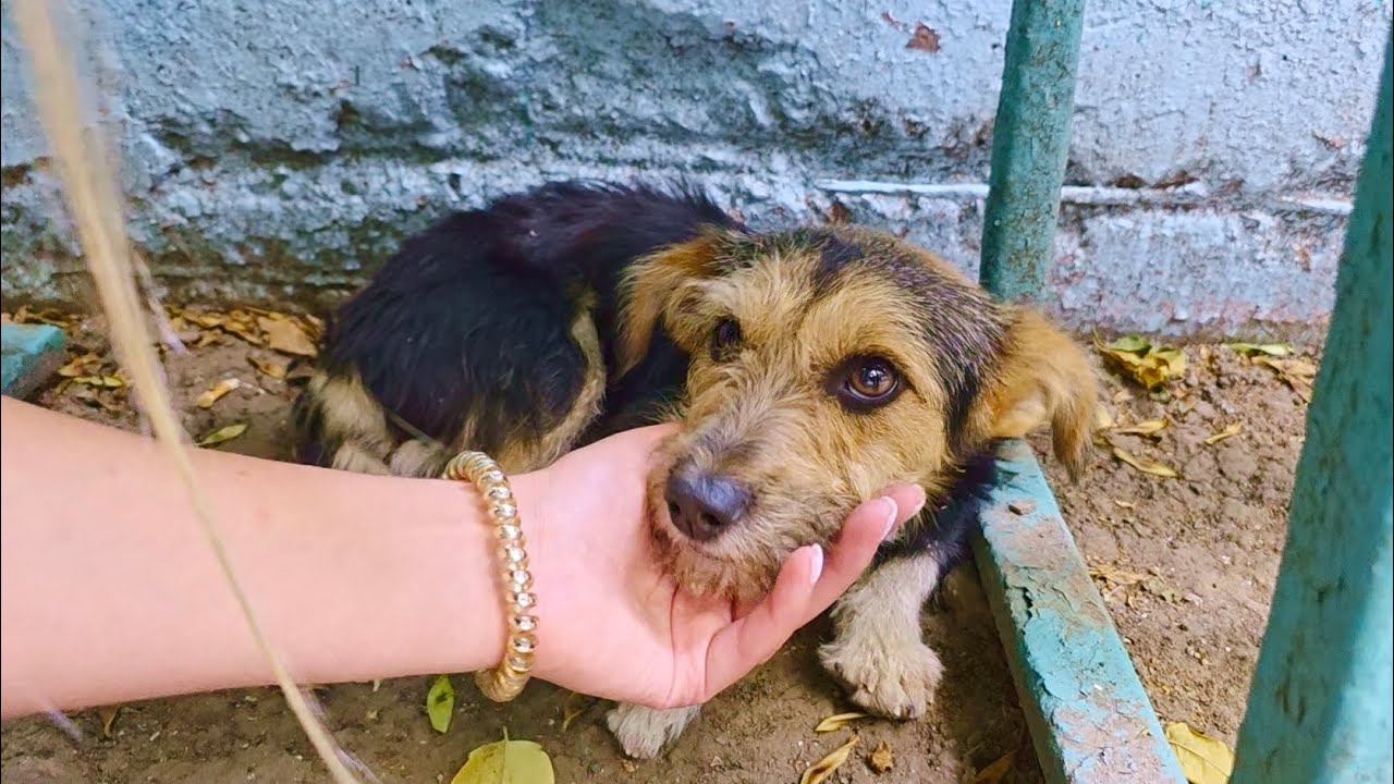 Watch Heartbreaking Moment Abandoned Dog Feels Her First Touch of Kind