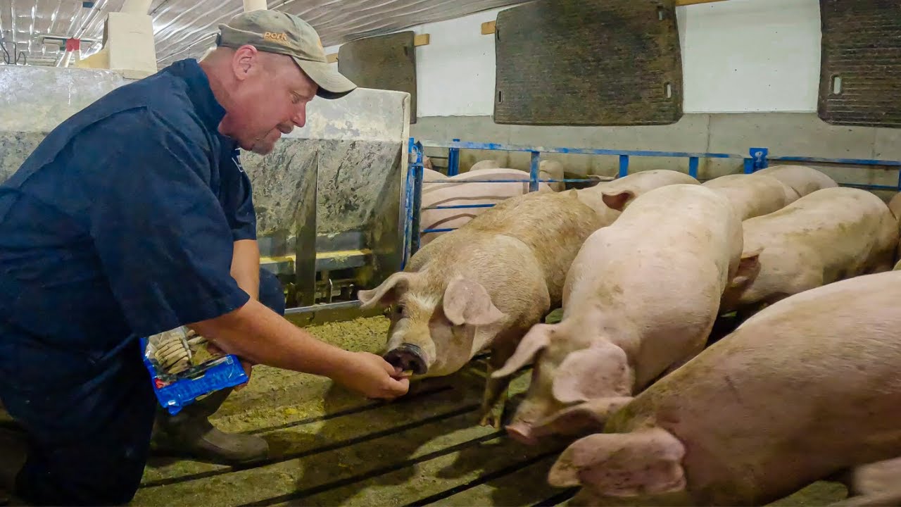 Feeding Time For The Pigs