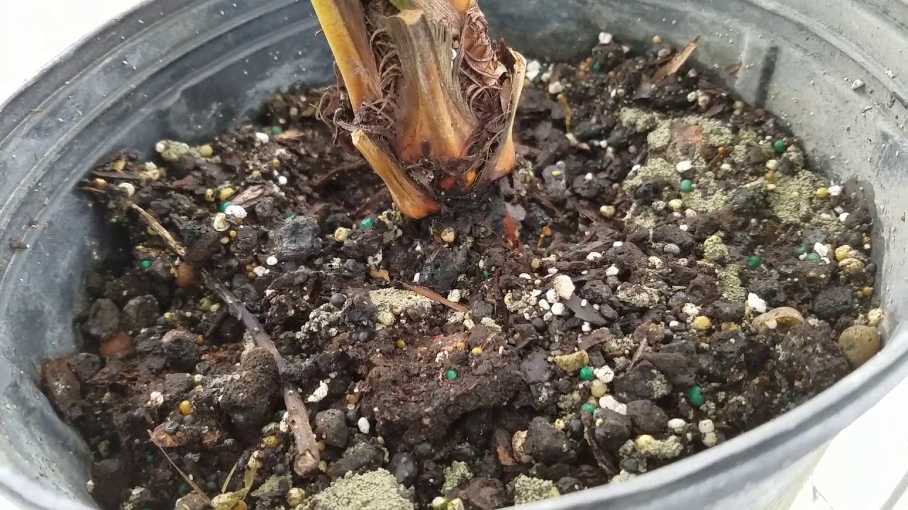 Licuala mattanensis 