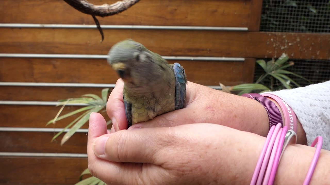 Red Rump Parrot Babies Part 2