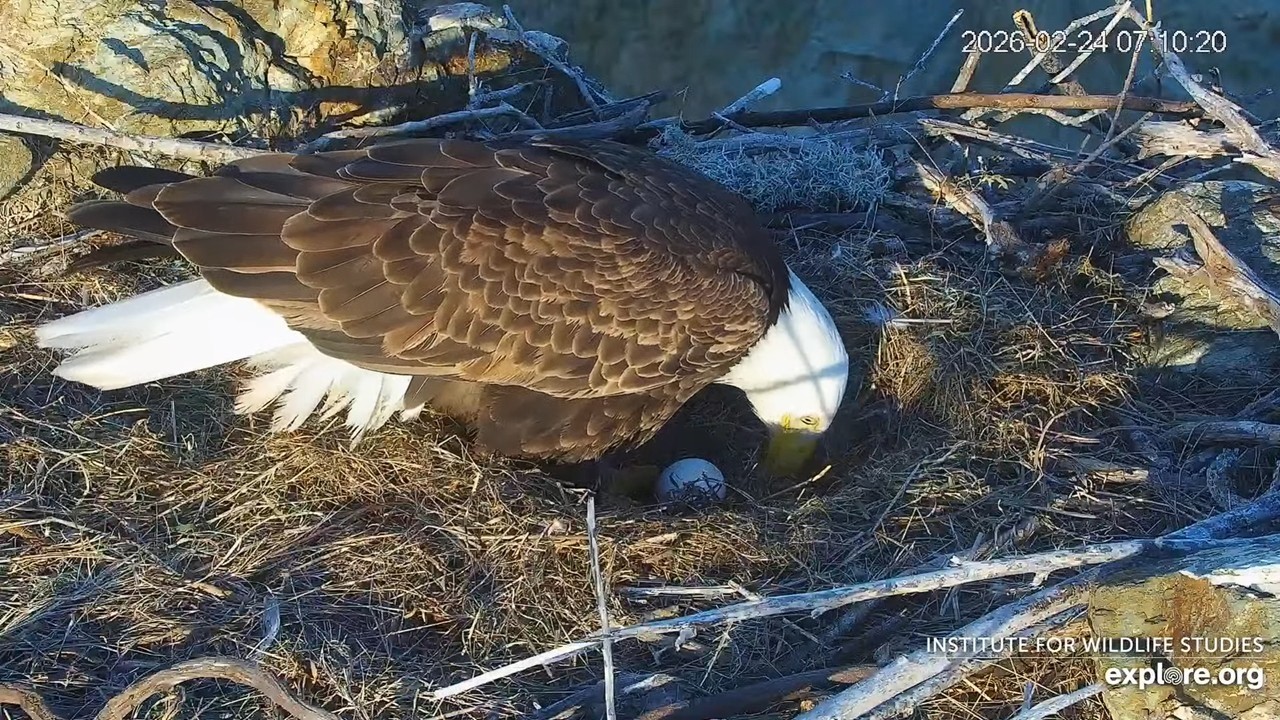 Congratulations, Cholyn and Chase On First Egg of Season!  (Cams Powered by Explore.org)