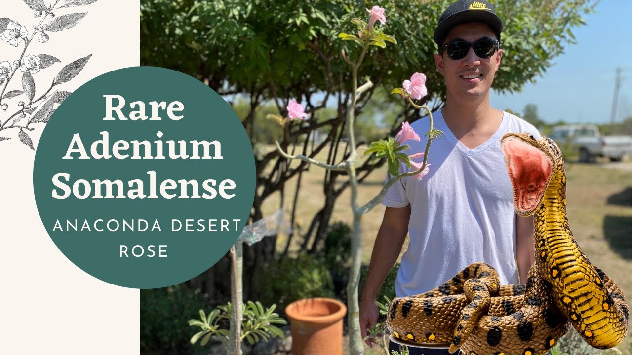 Rare Adenium Somalense (Anaconda Desert Rose)