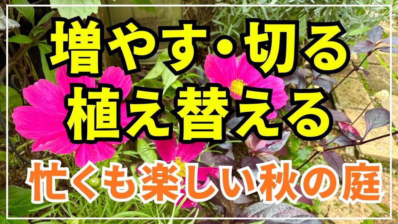 【秋のガーデニング】今が適期の庭作業７種　種まき・挿し芽・植え替え等をまとめた動画です。