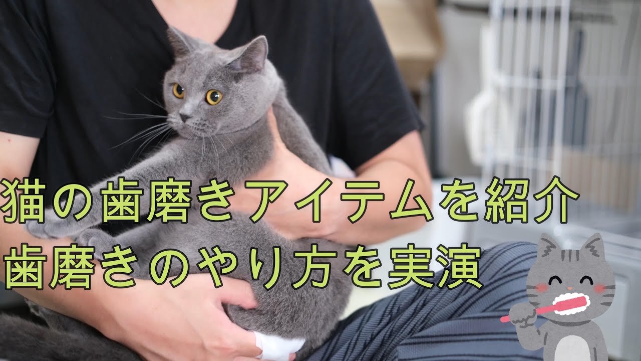 猫の歯磨きアイテム紹介。歯磨きのやり方を実演。