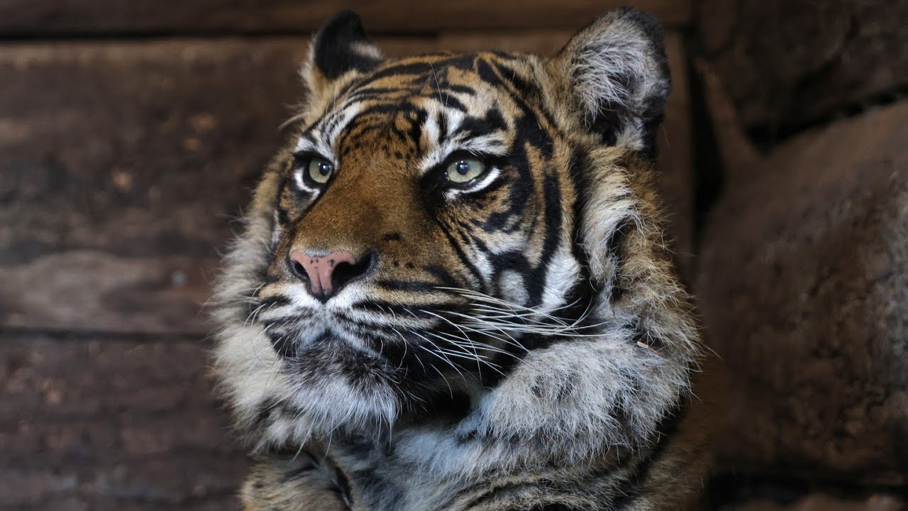Dudley Zoo 19.09.25 