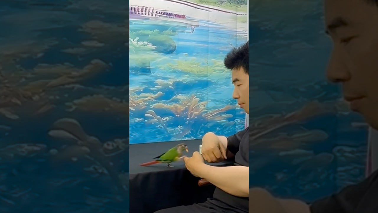 The use of keeping parrots #smartparrot #birds #training #parrot