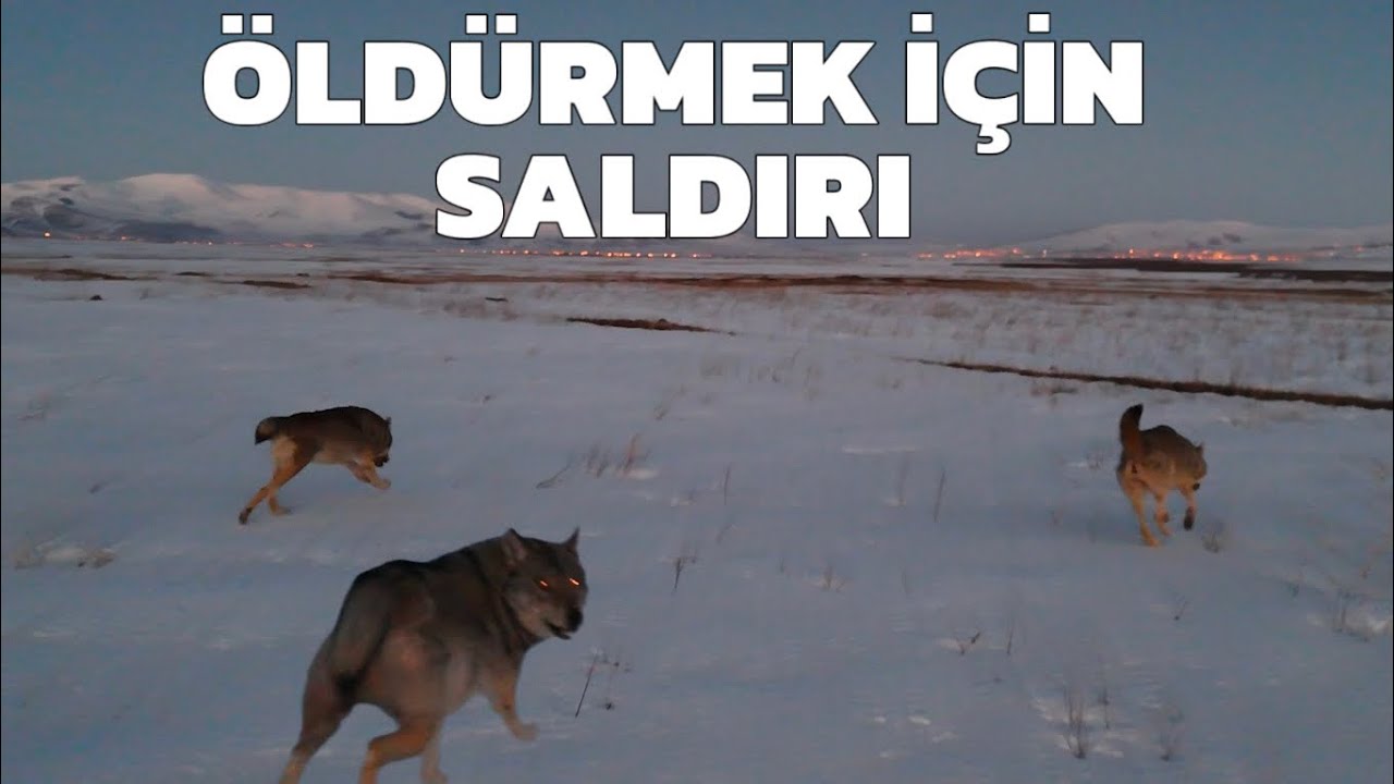 KURTLARIN BÖLGE MÜCADELESİ | 3 AYAKLI KURDUN HİKAYESİ