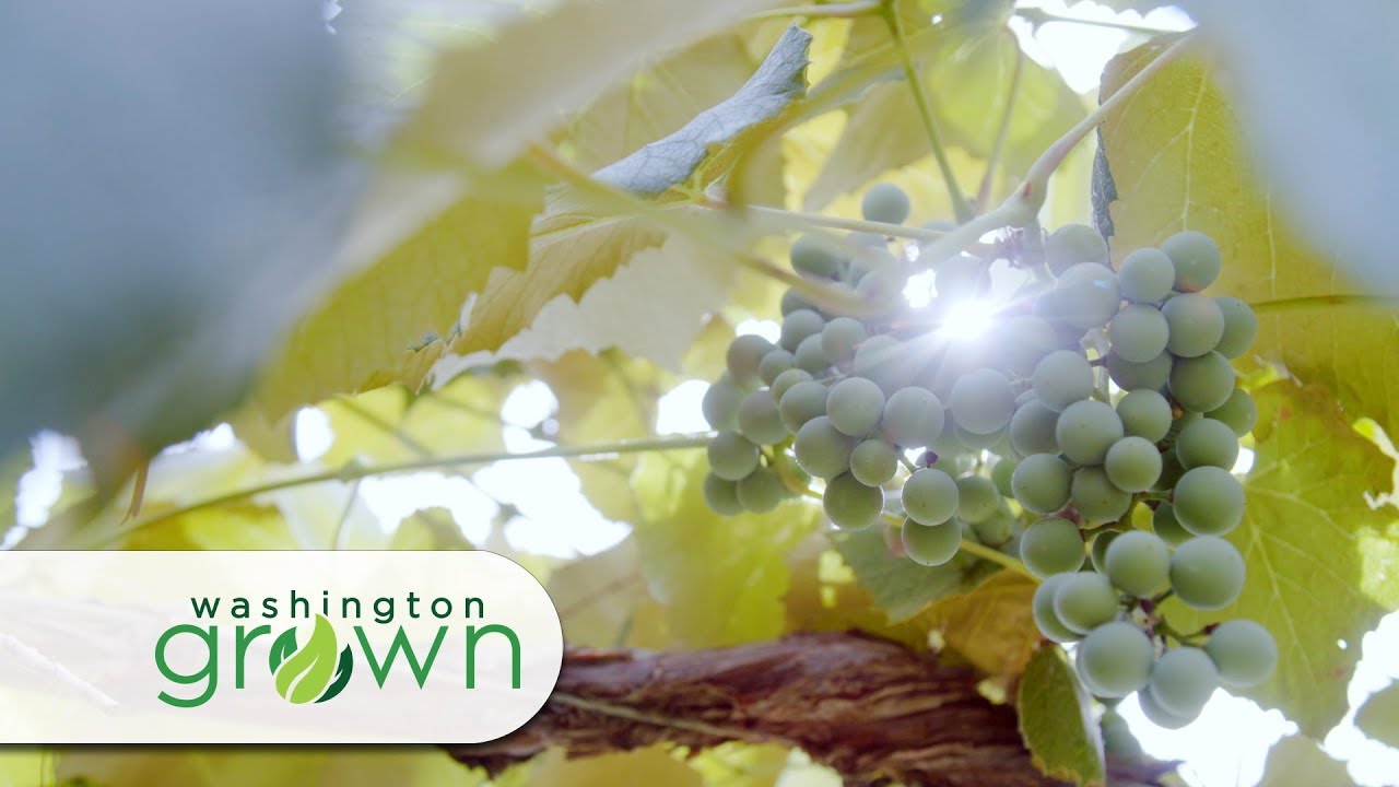 Grapes | Washington Grown | S5E7