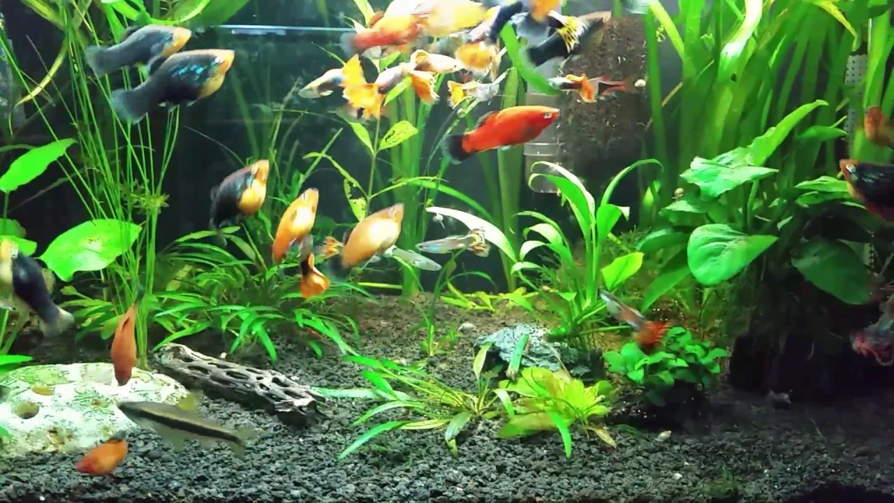 Platy fry &Cherry shrimp in the planted tank