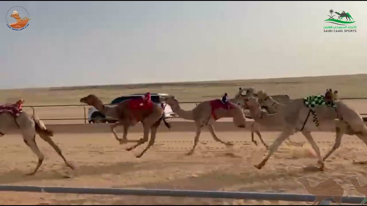 الشوط الأول قعدان ثنايا /  بشار سعد دخيل الله الحربي