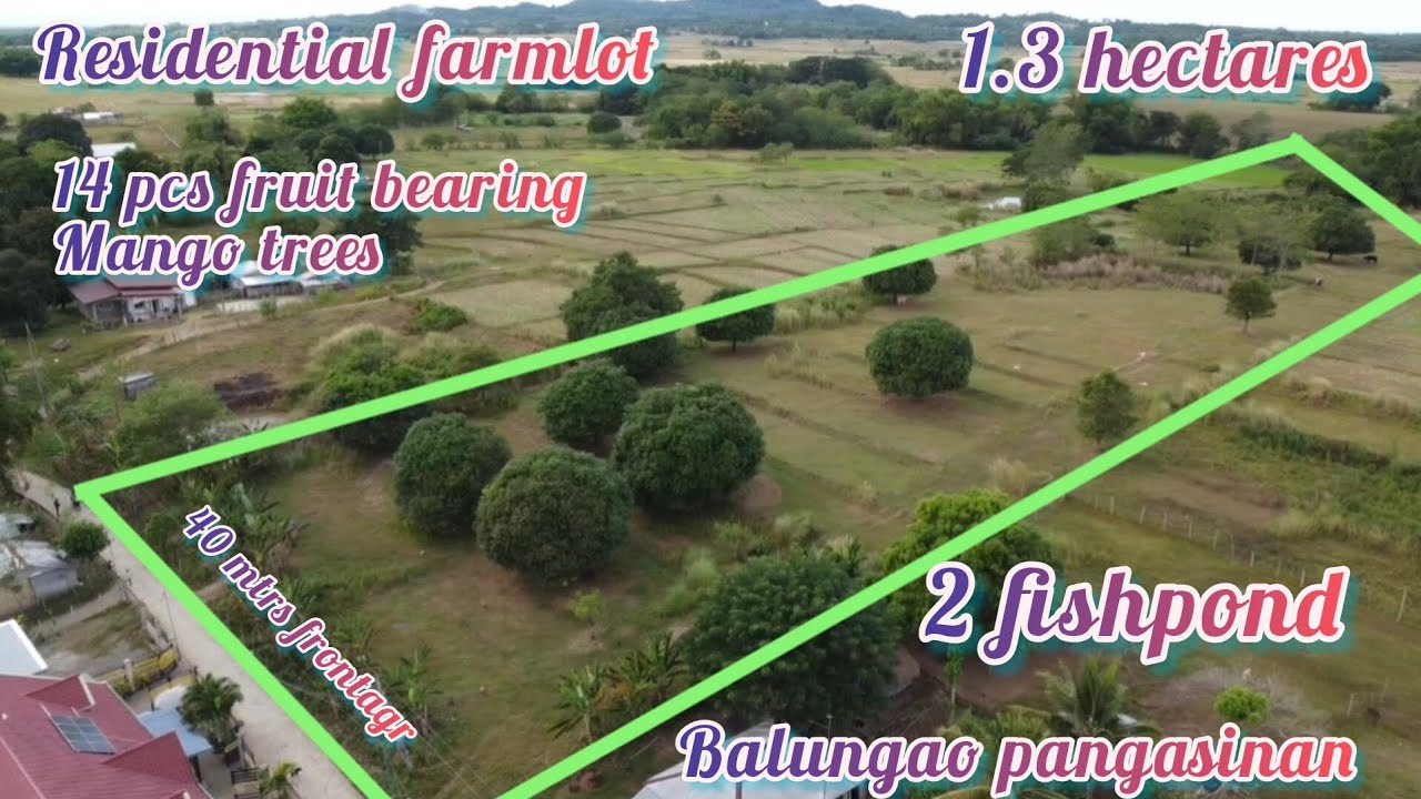lot241sold residential farmlot 1.3hectares 40 mtrs frontage Balungao pangasinan. 14pcs mango trees.
