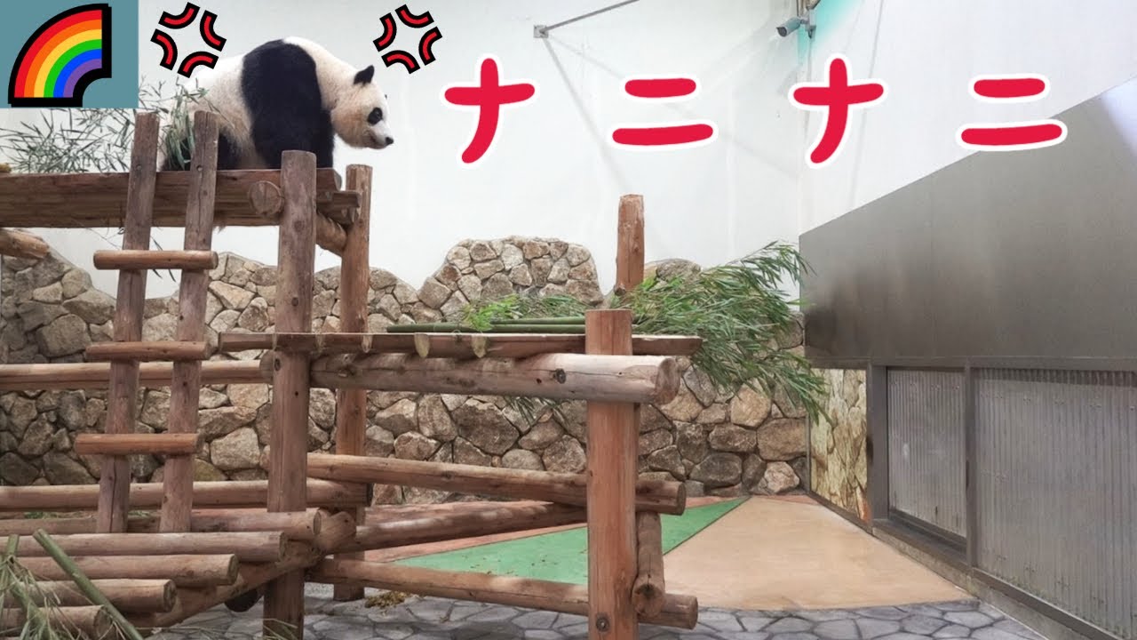 初めて見る彩浜激怒、防音ガラスで声聞こえずも威嚇、パンダの警戒